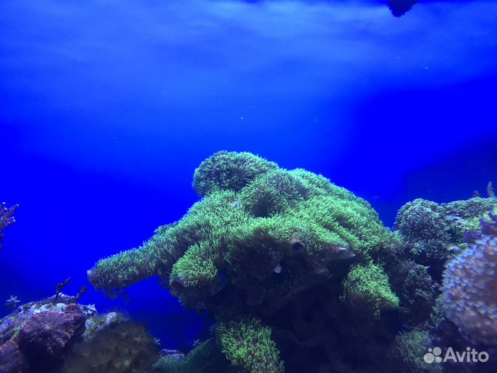 Морской аквариум