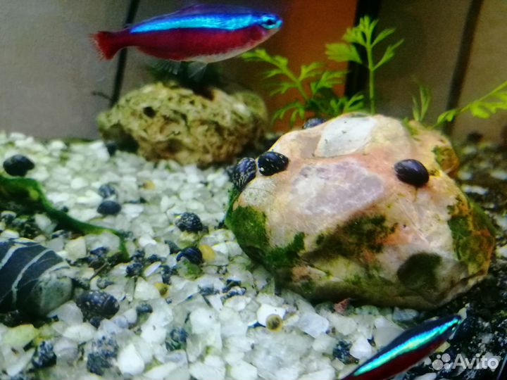 Улитки Теодоксус, Ампулярия