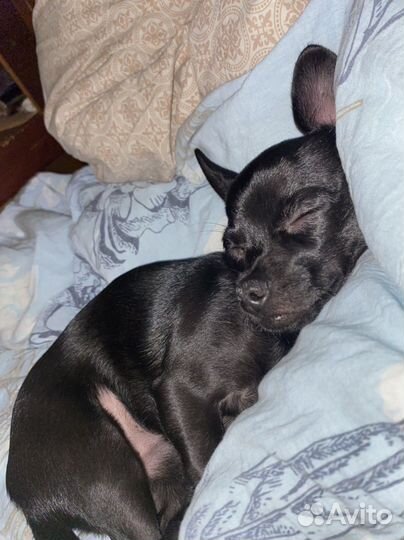 Вязка кобель чихуахуа мини