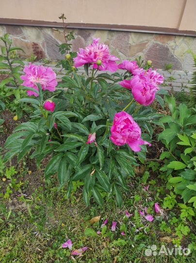 Пион Эдулис Суперба