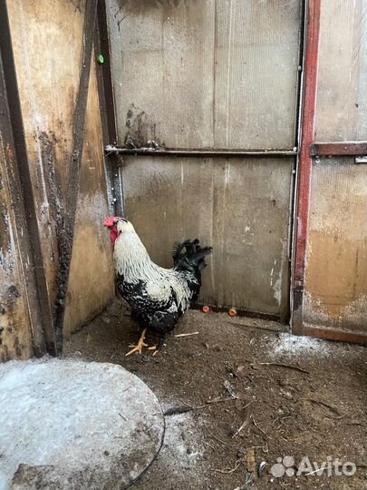 Петух Русская хохлатая