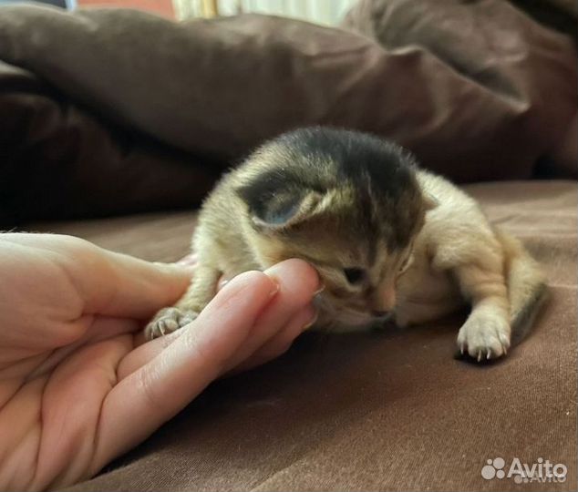 Абиссинские котята