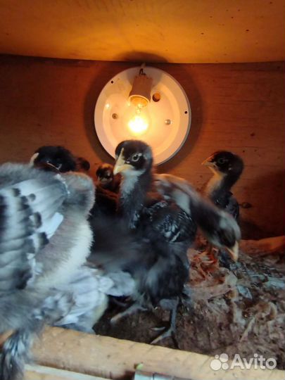 Инкубационное яйцо