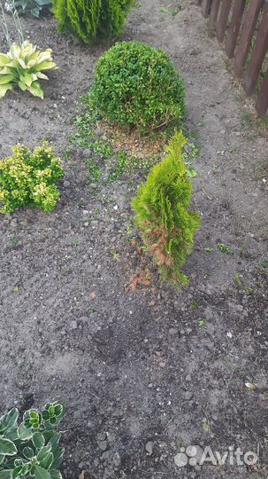 Туя ауреа нана