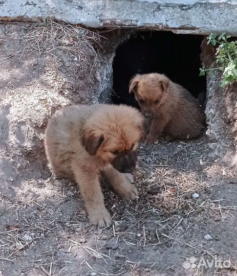Отдам в добрые руки