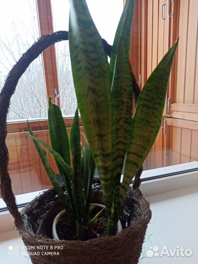 Сансевиерия (щучий хвост, тещин язык)