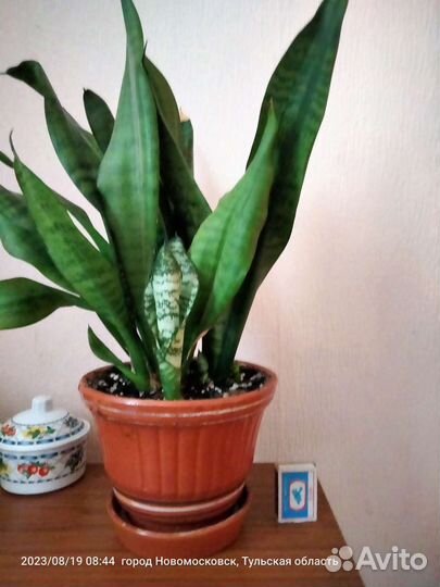 Сансевиерия