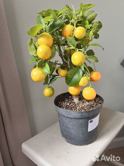 Мандарин из Греции