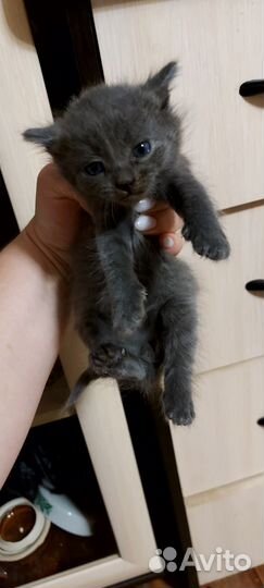 Египетская мау