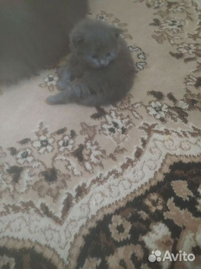 Кошка шотландец