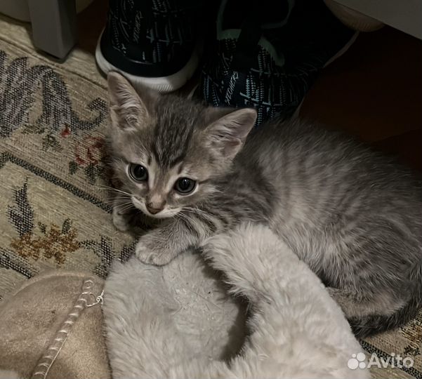 Кошка в дар бесплатно