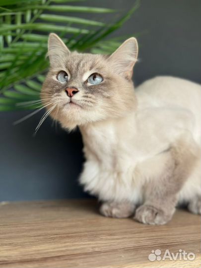 Кошка невская маскарадная