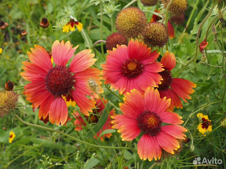 Гайлардия (также Гайлярдия, Гайярдия, Гайллардия)