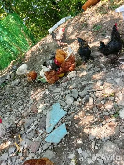 Куры несушки продам