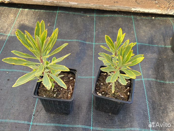 Молочай миндалевидный Рендбоу