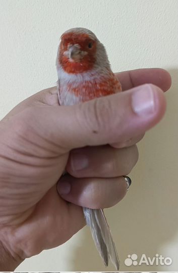 Кенара и канарейки