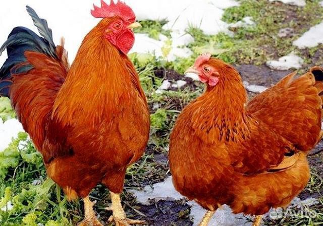 Цыплята бройлера, несушки, цветное яйцо