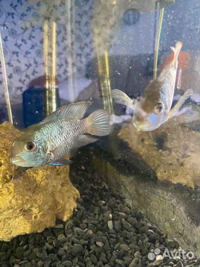 Аквариум с тумбой 300 литров