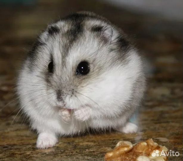 Джунгарские и сирийские хомячки и крыски