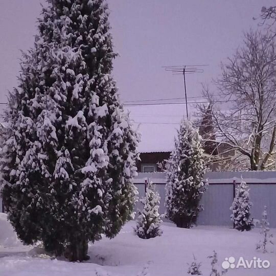 Можжевельник