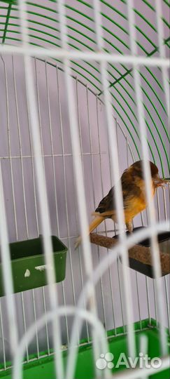 Кенар и канарейка