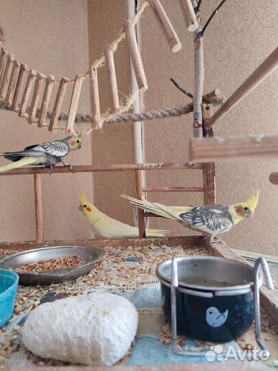 Птенцы корелла