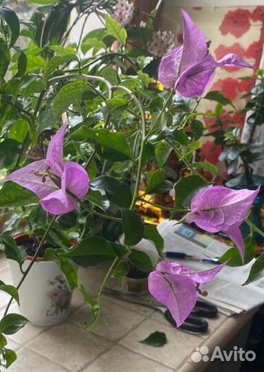 Бугенвиллея взрослая