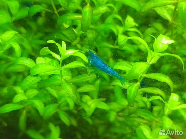 Креветки Blue dream, Red Cherry аквариумные