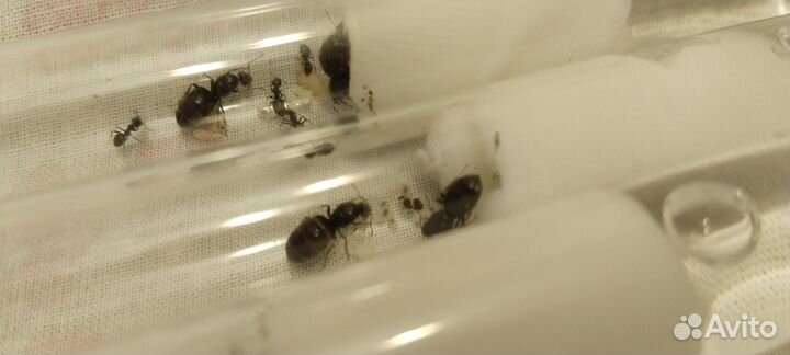 Муравьи Lasius Niger