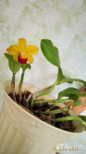 Орхидея каттлея