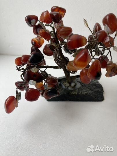 Денежное дерево