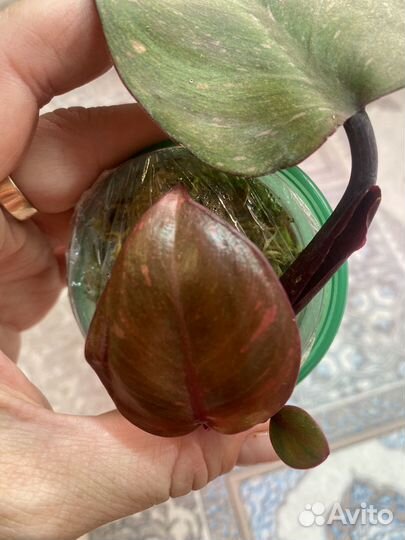 Филодендрон оранжевая принцесса