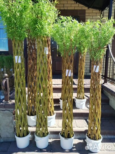 Ива плетеная