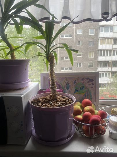 Комнатные растения цветы юкка