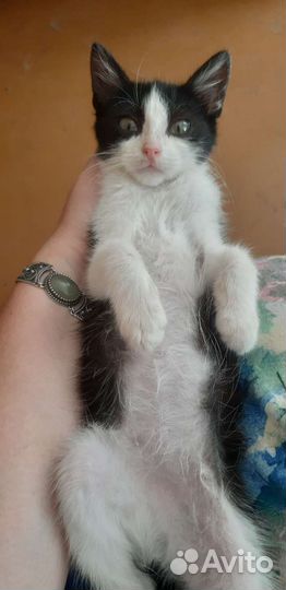 Кошка в дар бесплатно