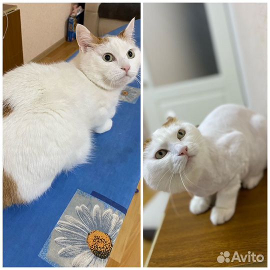 Груминг,грумер (стрижка кошек и собак)