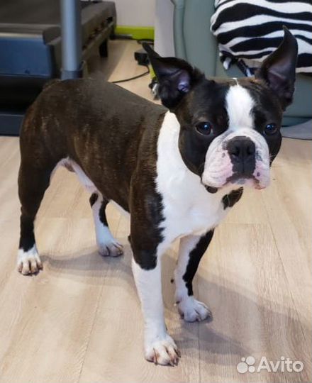 Бостон Терьер для вязок