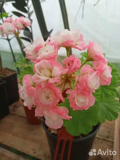 Розебудные пеларгонииПеларгония герань