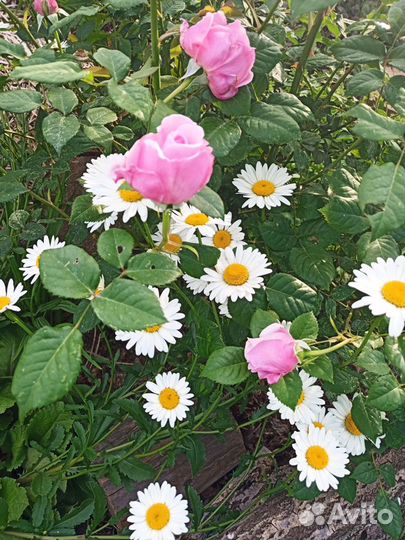 Бузульник и другие неприхотливые цветы