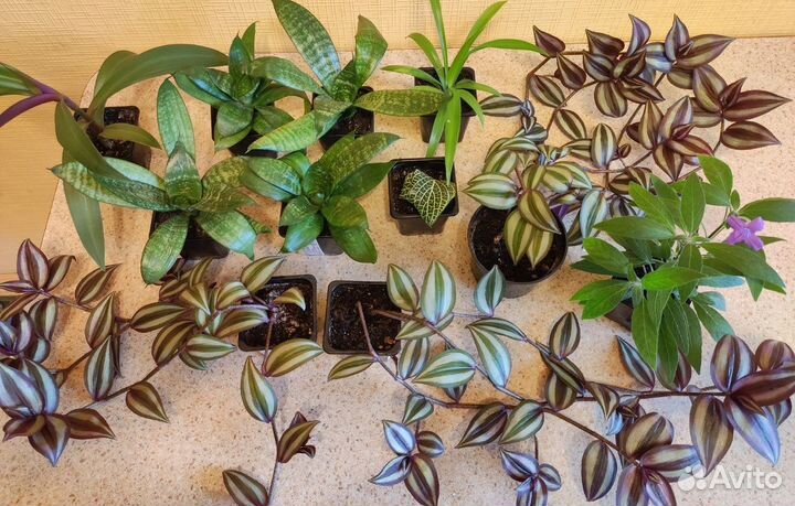 Комнатные растения