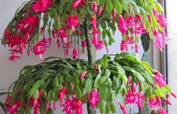 Пасхальник бакли