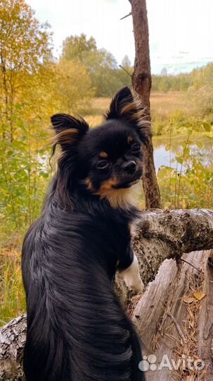 Чихуа триколор на вязку