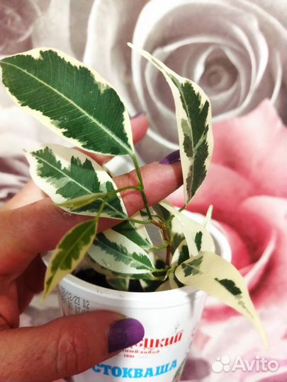 Фикус бенджамина