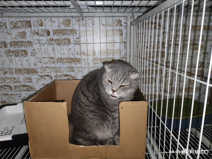 Котейка в семью