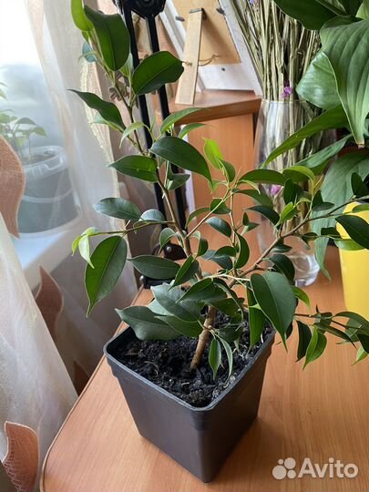 Фикус бенджамина