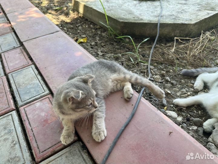 Котята бесплатно