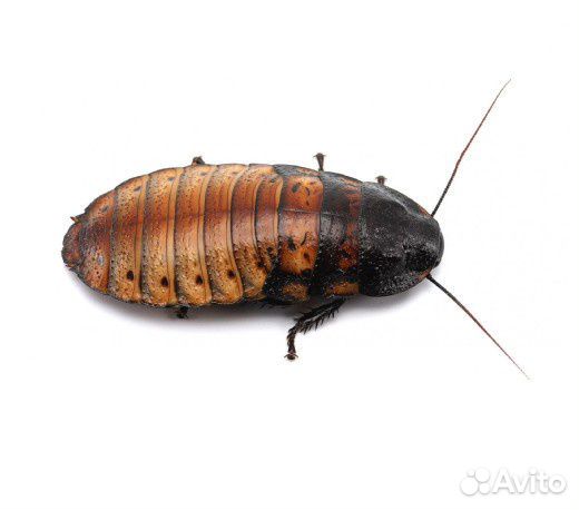 Живые К.О. Сверчки, тараканы, зоофобас, бражник