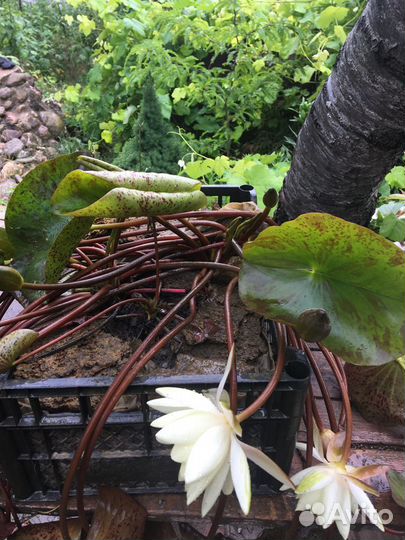 Водяные лилии, нимфеи,кувшинки