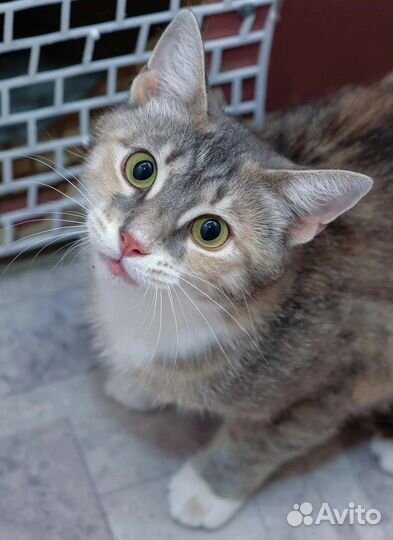 Кошка на счастье