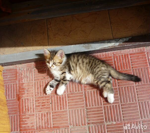 Отдам в добрые руки